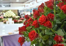 Simply Red is a recently introduced red rose and an extremely high producer and therefore perfect for the retail market